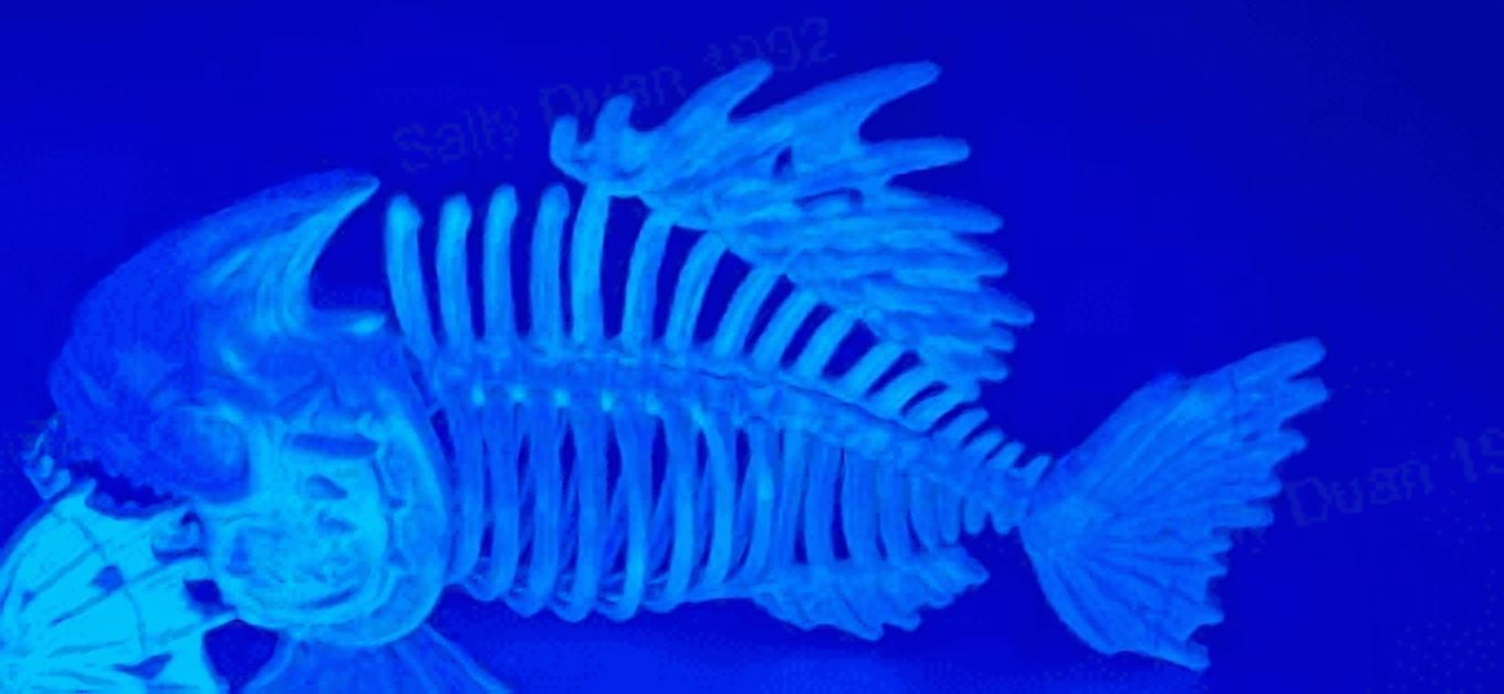 Joyfy 2 PCS Glow in the dark Fish Skeleton